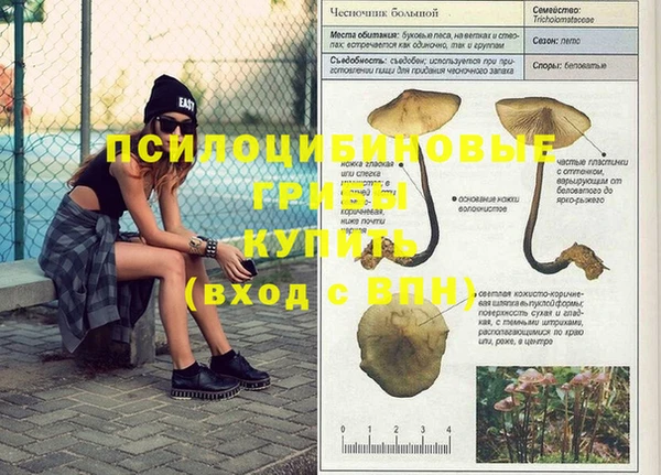прущие грибы Вязьма